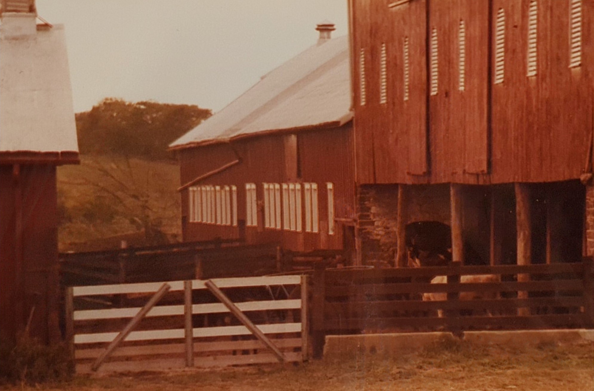 View of milking barn and cows.